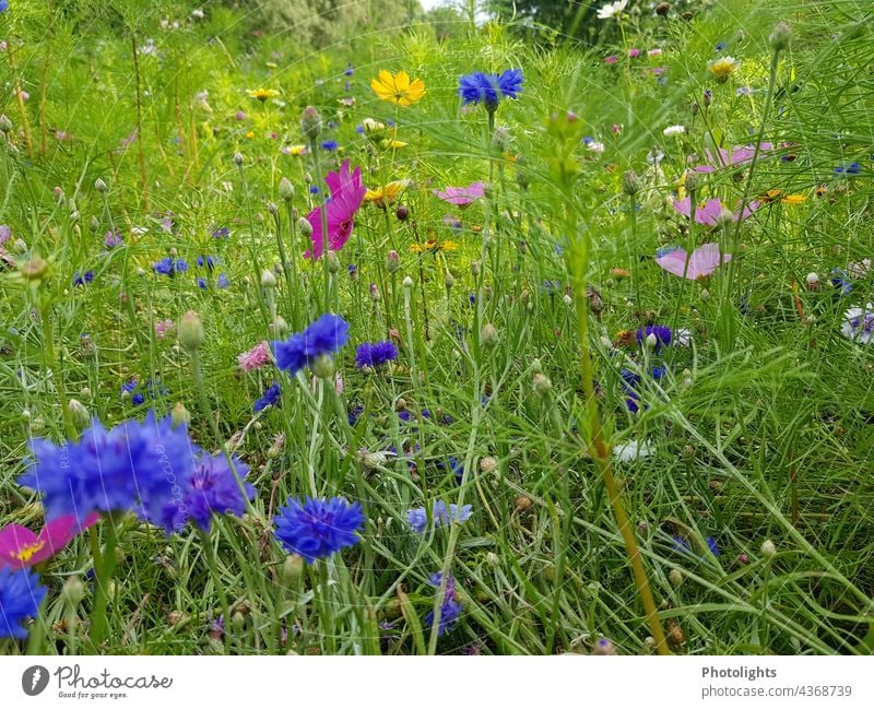 Bunte Bienenwiese Natur Blumen Wiese Pflanzen Blühend Außenaufnahme Blüte Garten Sommer Farbfoto Frühling grün natürlich Blumenwiese Menschenleer Nahaufnahme