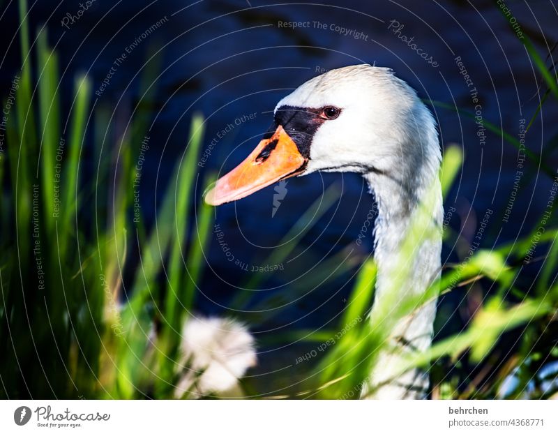 anmut Kontrast Feder schön Tiergesicht Menschenleer Federn Schnabel Natur Wildtier hübsch Tierporträt Tierschutz Nahaufnahme Außenaufnahme Farbfoto Tierliebe