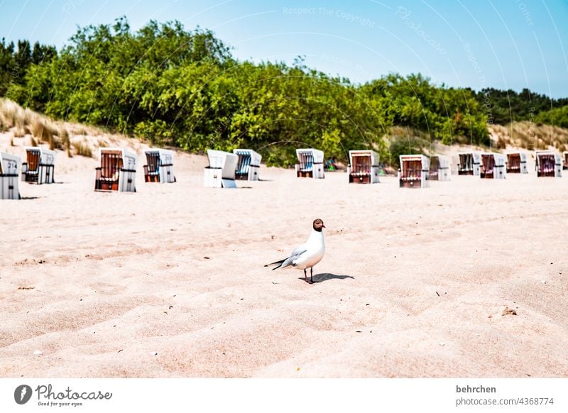 meins meins meins Usedom Lachmöwe Schnabel Tier frech Möwe Freiheit Vögel möwen Ostseeküste Außenaufnahme Farbfoto Ferien & Urlaub & Reisen Meer Küste Natur