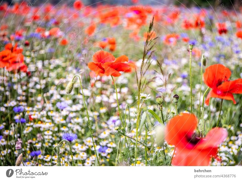 mo(h)ntag nur mit mohn. weil er blühet und leuchtet. wie der erste tag. Kamille Schönes Wetter Menschenleer Blühend prächtig Mohn Mohnblüte Mohnblume Wärme