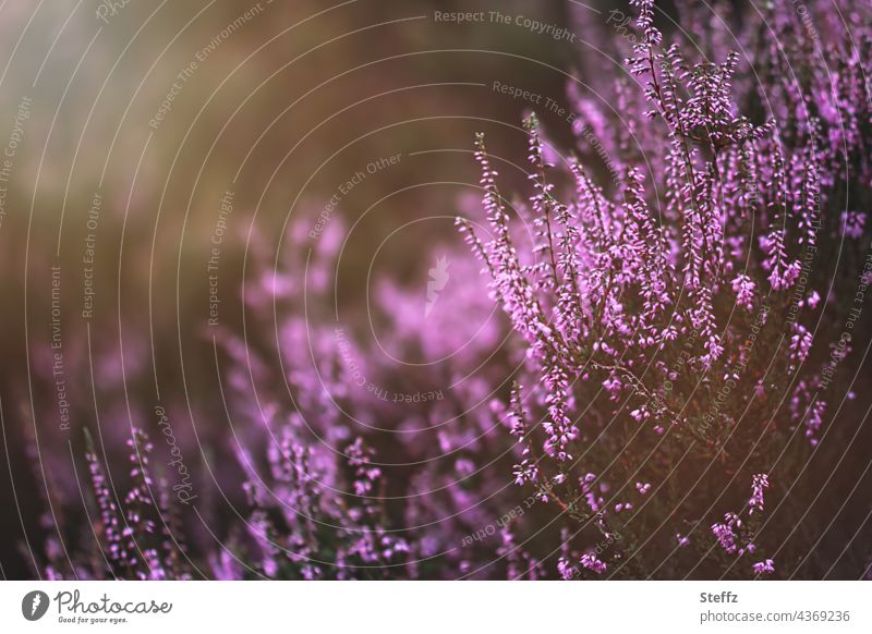 geheimnisvolle Heide Heideblüte Heidefarben Heidestille Heideromantik Heidepflanzen Heidestrauch Sommerheide Wildpflanze Erika Besenheide heimisch poetisch