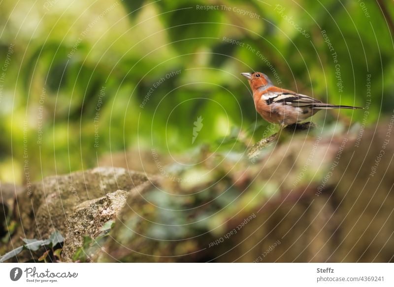 ein Buchfink beobachtet eine Futterstelle Fink Vogel Singvogel Wildvogel Vogelart Vogelmännchen Vögelchen Fringilla coelebs beobachten Juli Blick Beobachtung