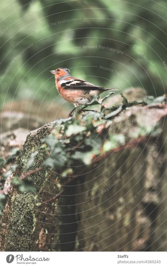 ein Buchfink Vogel Fink Singvogel Wildvogel Vogelart Vogelauge beobachten erstarrt Blick Fringilla coelebs Juli Beobachtung Haiku aufmerksam Aufmerksamkeit