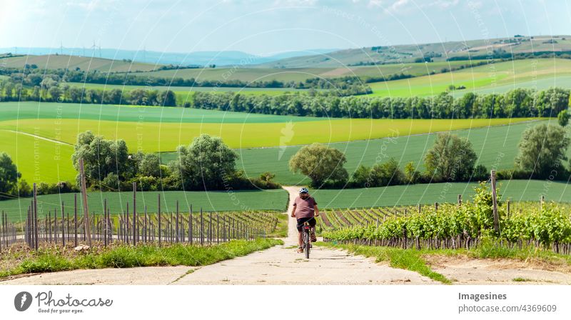 Radfahren, Rückansicht eines Bikers auf Radweg in grüner idyllischer Landschaft. Reihen von Trauben in einem Weinberg mit Radweg. Ländliche Landschaft mit weiten grünen Wiesen und Feldern.