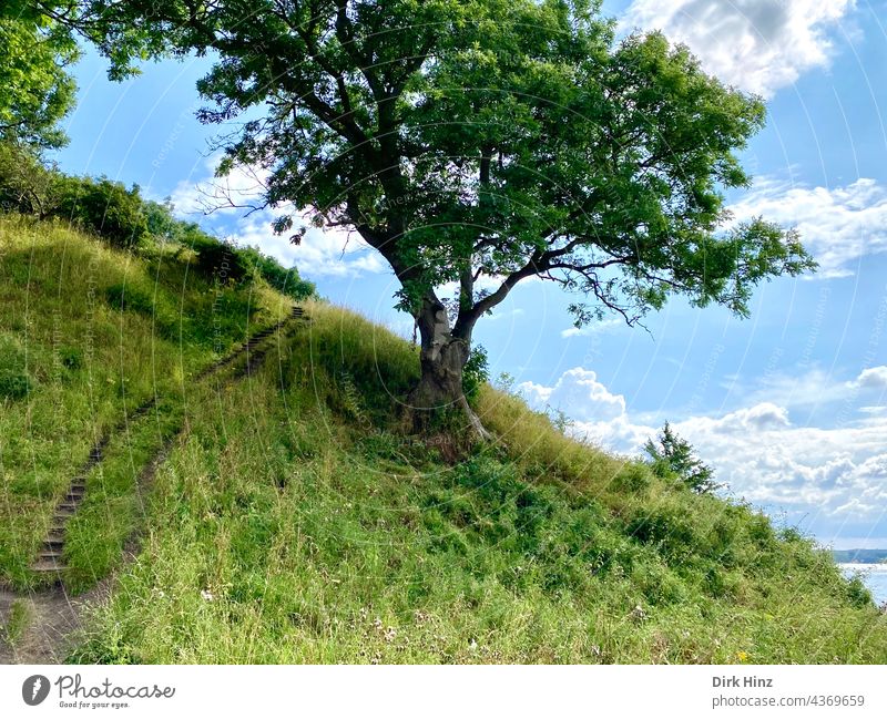 Wanderpfad am kleinen Belt in Dänemark Baum Pfad Natur wandern Landschaft Wege & Pfade Spaziergang Außenaufnahme Erholung Fußweg Menschenleer Umwelt Farbfoto