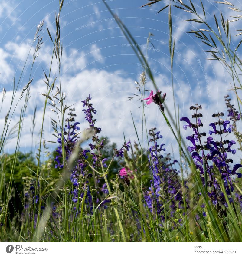 Blumenwiese Wiese Wiesenblumen Sommer Natur Pflanze Umwelt Gras Blühend Blüte Wildpflanze Schwache Tiefenschärfe Farbfoto Außenaufnahme