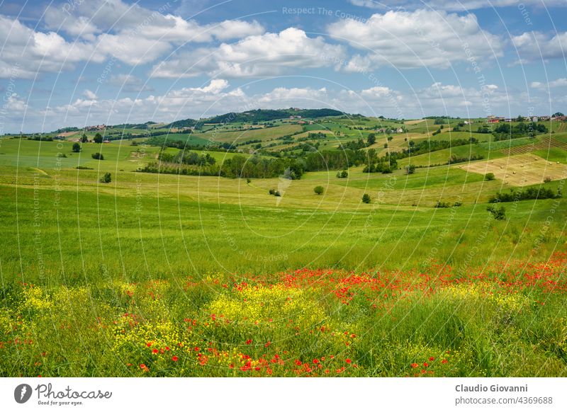 Frühlingslandschaft in den Hügeln von Tortona. Alessandria Cerreto Grue Kolli Tortonesi Europa Italien Piemonte Farbe Tag Feld grün Haus Landschaft Natur