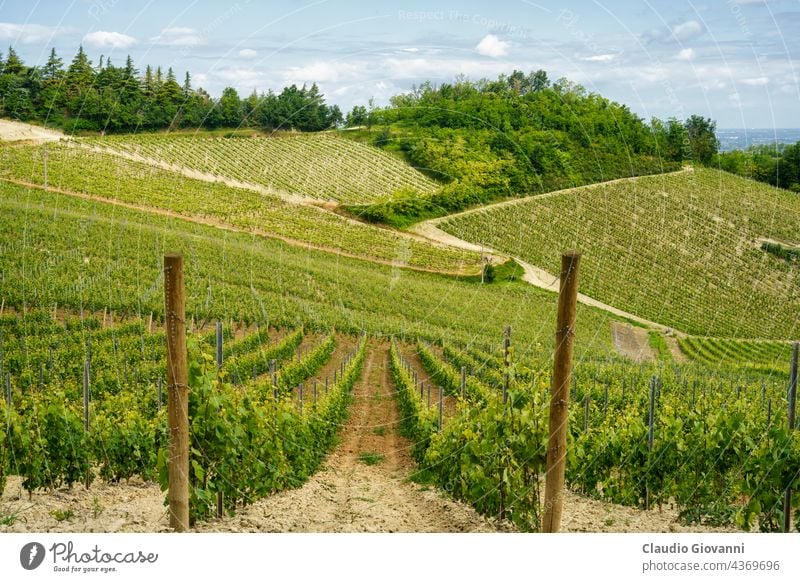 Weinberge auf den Hügeln von Tortona im Frühling Alessandria Kolli Tortonesi Europa Italien Piemonte Volpedo Farbe Tag Feld grün Haus Landschaft Natur im Freien