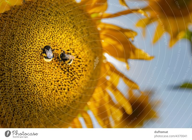 Zwei Hummeln auf einer Sonnenblume Hummel auf Blüte Sonnenblumen pastell Pastellton Pastelltöne Blume Feld Sonnenlicht Natur gelb Sommer Außenaufnahme grün