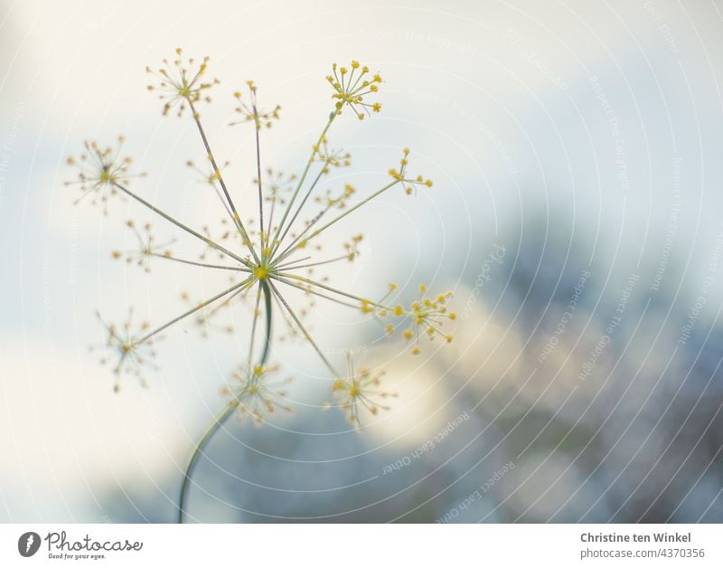 Eine zarte gelbe Dillblüte vor hellem Hintergrund mit Bokeh Dillblüten Dilldolde Kräuter & Gewürze Nutzpflanze Garten frisch Sommer Unschärfe Küchenkräuter