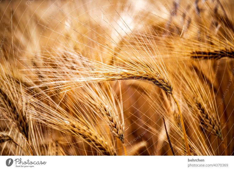 korn mit der hand streicheln. zärtlich kitzeln die ähren. was bleibt ist lächeln. Ähre Feld Getreide Sommer Getreidefeld Gerste Roggen Weizen Hafer