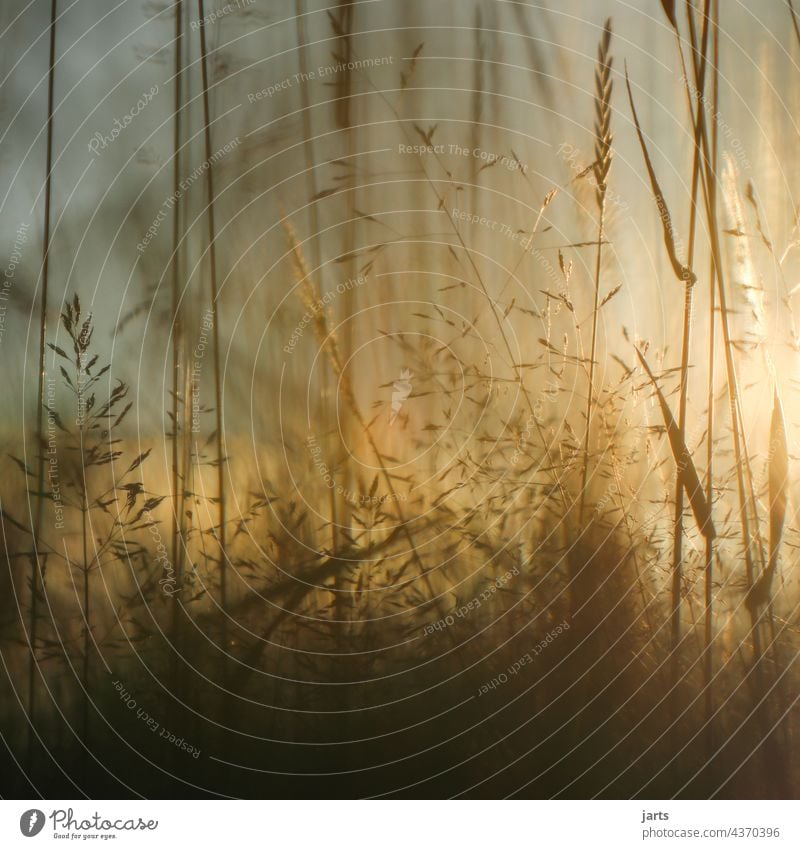 Sommerabend in einer Wiese mit Blumen und Gras Sonnenuntergang Licht Schatten Natur Außenaufnahme Farbfoto Pflanze Menschenleer Abend Sonnenlicht Schönes Wetter