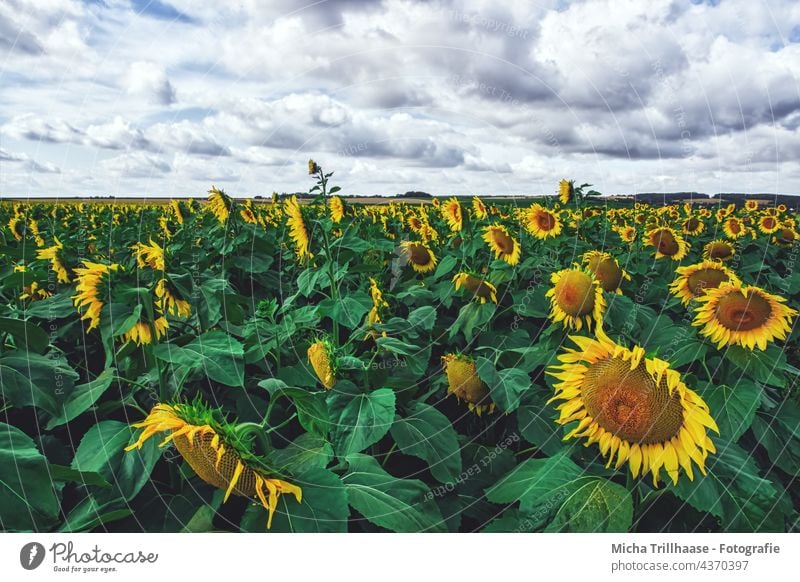 Sonnenblumenfeld Helianthus annuus Blumenfeld Feld Blüten Blätter Natur blühen Himmel Wolken Sonnenschein Landschaft wachsen Landwirtschaft Ackerbau Pflanzen