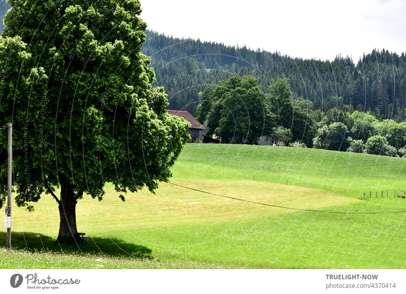 Am Rande des Heimatdorfes fällt der Blick auf in sanftem Schwung abfallende Wiesen, Weiden, ein abgeerntetes Feld und im Vordergrund ein prächtiger Lindenbaum, der mit den Bäumen und Büschen eines Gehöfts und dem Tannenwald im Hintergrund kommuniziert