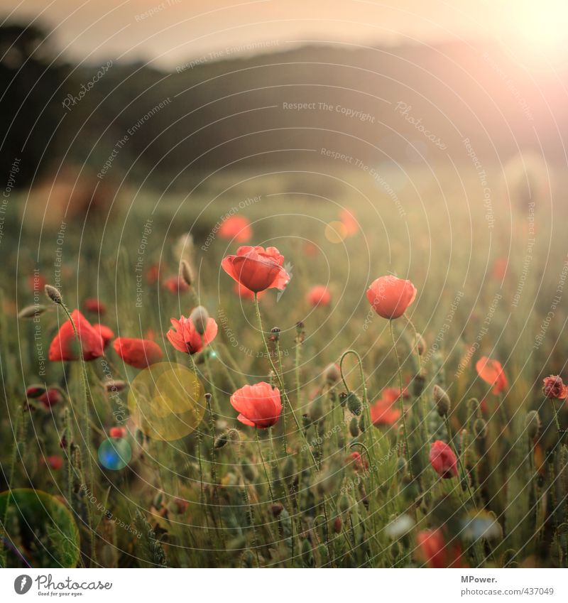 sonne, mohn, ...bald sterne Farbfoto Außenaufnahme Menschenleer Abend Licht Sonnenstrahlen Sonnenaufgang Sonnenuntergang Umwelt Natur Pflanze Sommer