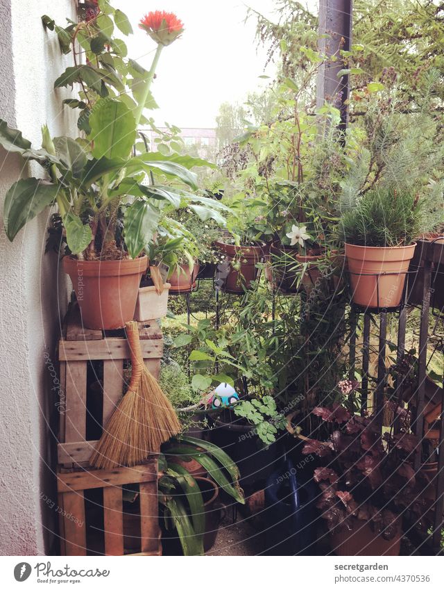 Grün hoch zwei Garten Balkon gärtnern Sommer grün Urwald Gartenarbeit wachsen gemütlich Außenaufnahme Natur Pflanze Pflanzen bio anpflanzen Frühling gießen