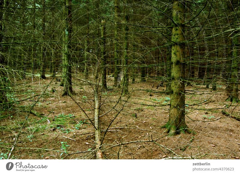 Nadelwald in der Rhön deutschland dorf ferien hessen idyll kleinstadt landschaft landwirtschaft nordhessen sommer sommerfrische urlaub wiese umwelt nadelwald