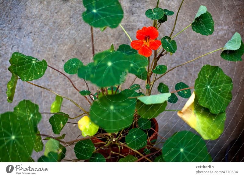 Kapuzinerkresse dämmerung erholung erwachen ferien garten himmel kleingarten kleingartenkolonie menschenleer natur pflanze ruhe saison schrebergarten strauch