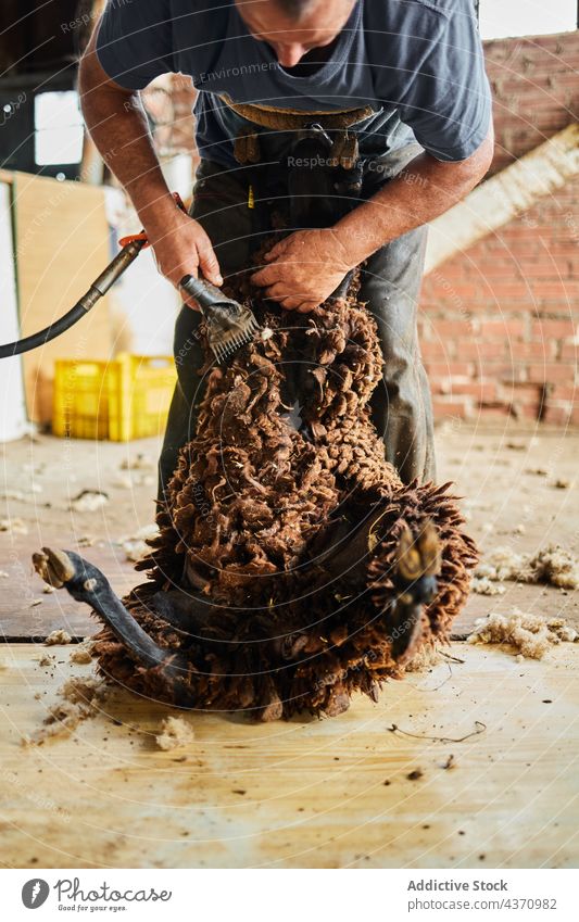 Mann schert Schafe auf einem Bauernhof Schere Wolle Maschine Merino Fussel Scheune Werkzeug männlich Instrument professionell Arbeit Arbeiter Job Material