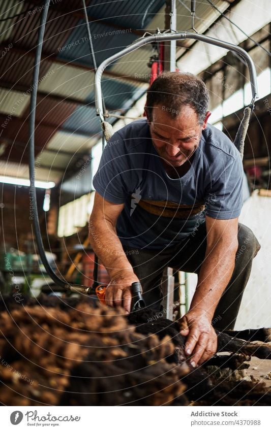 Mann schert Schafe auf einem Bauernhof Schere Wolle Maschine Merino Fussel Scheune Werkzeug männlich Instrument professionell Arbeit Arbeiter Job Material