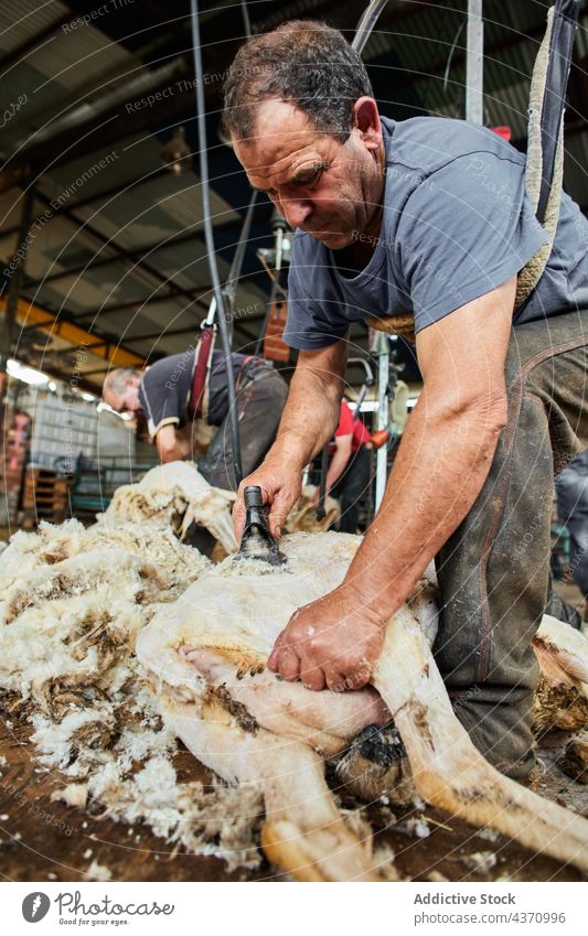 Mann schert Schafe auf einem Bauernhof Schere Wolle Maschine Merino Fussel Scheune Werkzeug männlich Instrument professionell Arbeit Arbeiter Job Material