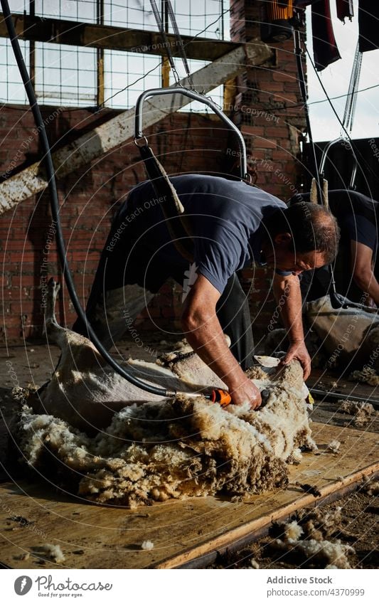 Mann schert Schafe auf einem Bauernhof Schere Wolle Maschine Merino Fussel Scheune Werkzeug männlich Instrument professionell Arbeit Arbeiter Job Material