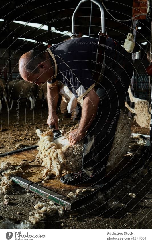 Mann schert Schafe auf einem Bauernhof Schere Wolle Maschine Merino Fussel Scheune Werkzeug männlich Instrument professionell Arbeit Arbeiter Job Material