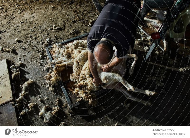 Mann schert Schafe auf einem Bauernhof Schere Wolle Maschine Merino Fussel Scheune Werkzeug männlich Instrument professionell Arbeit Arbeiter Job Material