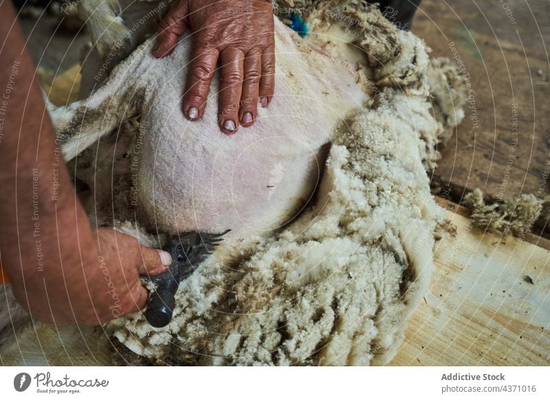 Mann schert Schafe auf einem Bauernhof Schere Wolle Maschine Merino Fussel Scheune Werkzeug männlich Instrument professionell Arbeit Arbeiter Job Material