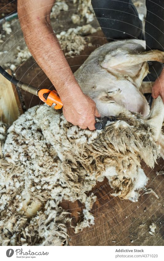 Mann schert Schafe auf einem Bauernhof Schere Wolle Maschine Merino Fussel Scheune Werkzeug männlich Instrument professionell Arbeit Arbeiter Job Material