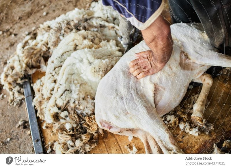 Mann schert Schafe auf einem Bauernhof Schere Wolle Maschine Merino Fussel Scheune Werkzeug männlich Instrument professionell Arbeit Arbeiter Job Material