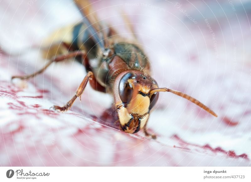 Hornissenbesuch Umwelt Natur Tier Wildtier Insekt Wespen 1 Fressen krabbeln Umweltschutz Makroaufnahme Farbfoto Außenaufnahme Menschenleer Textfreiraum rechts