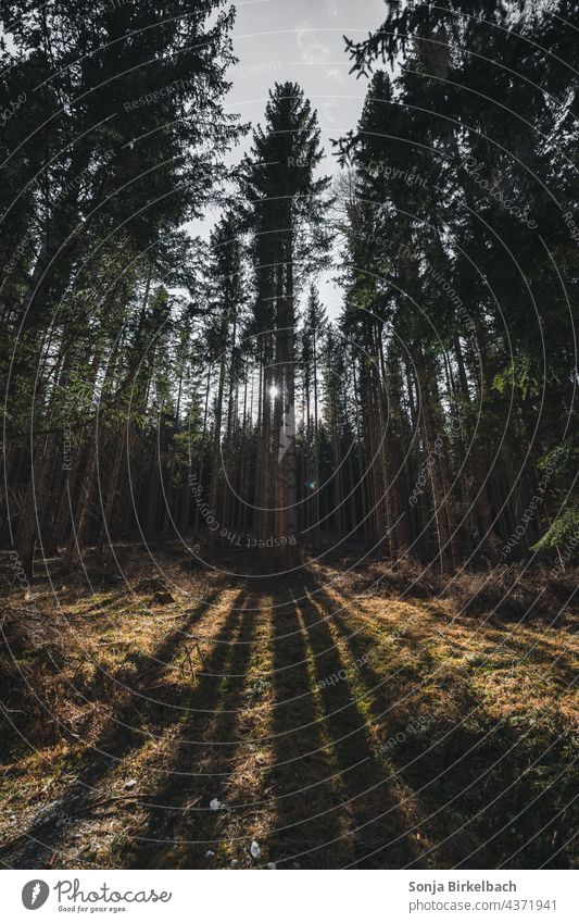 Im Schatten des Waldes Bäume Nadelwald Nadelbäume Natur Landschaft Umwelt Außenaufnahme Menschenleer grün Himmel Nadelbaum Sonnenlicht Forstwirtschaft ruhig