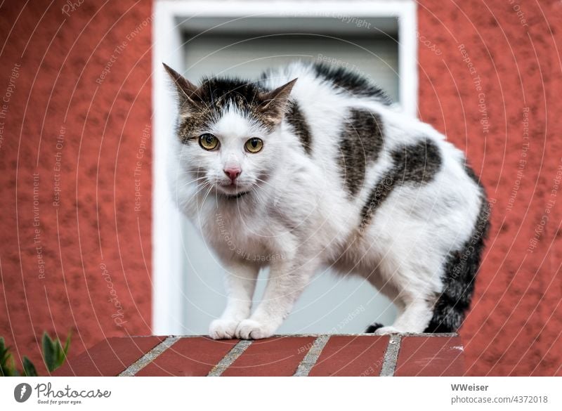 Eine kleine Katze mit starken Gefühlen - Neugier, Angst und Angriffslust zugleich Kater Tier Haustier Abwehr Fell Haare Rücken Buckel Katzenbuckel sträuben