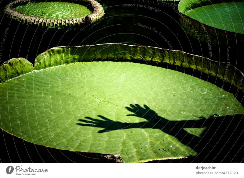 Riesenseerose mit zwei  über kreuz, liegenden Händen, mit  Schatten im Sonnenlicht. Seerosen Natur Wasser Farbfoto Außenaufnahme Teich Pflanze Menschenleer