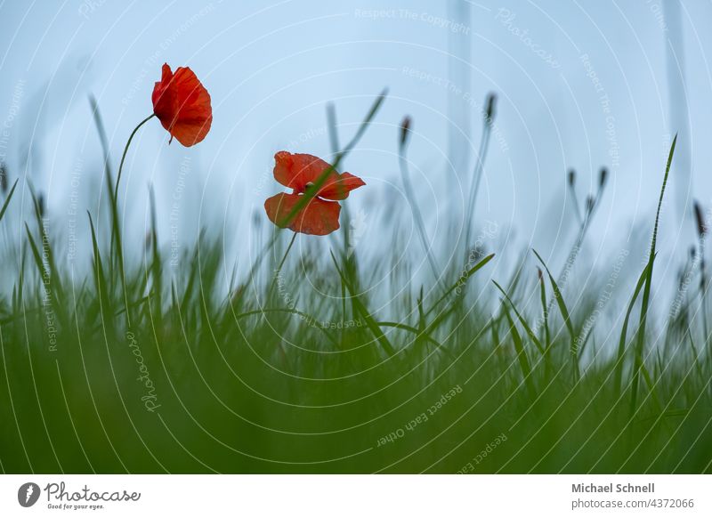 Zwei rote Mohnblumen im grünen Gras Blümchen Wiese Wiesenblume Wiesenblumen Blume Wildpflanze Sommer Blumenwiese blühen Blühend saftig saftiges grün Blüte