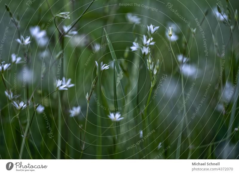 Weiße Blümchen auf einer saftig grünen Wiese weiße blüten Wiesenblume Wiesenblümchen Wiesenblumen Blume Wildpflanze Sommer Blumenwiese blühen Blühend