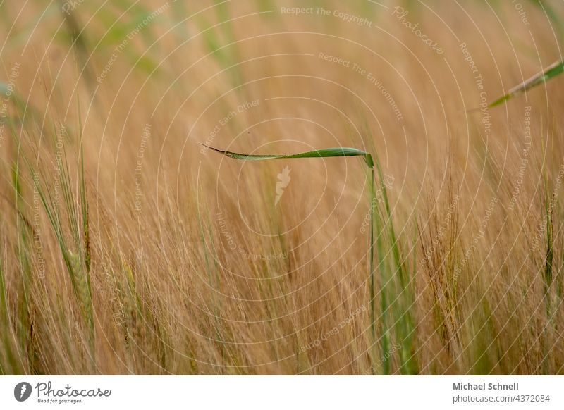 Gerstenfeld mit vereinzelten grünen Gräsern Gerstenähre Getreide Getreidefeld getreideproduktion Landwirtschaft Feld Sommer Außenaufnahme Nutzpflanze Kornfeld