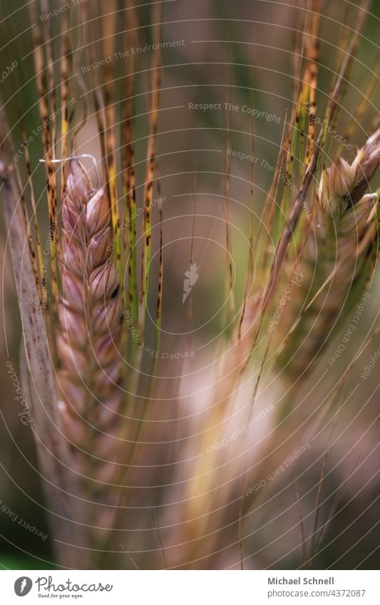 Nahaufnahme von Getreide (Gerste) Korn Kornfeld Gerstenähre Ähren Feld Landwirtschaft Natur Getreidefeld Nutzpflanze Ackerbau Sommer