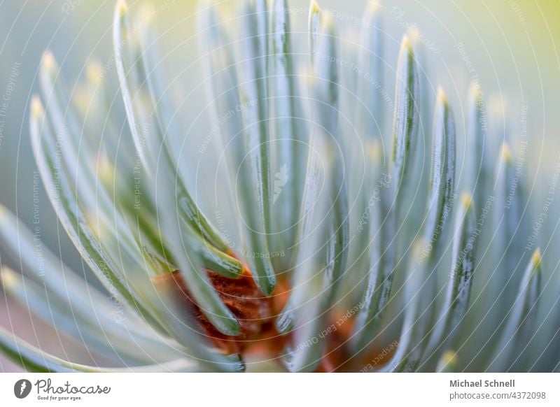 Nadeln einer Edeltanne edeltanne Nadelbaum Nadelbaumzweig grün Nahaufnahme Natur Zweig Tannennadel Baum Farbfoto sanft zart