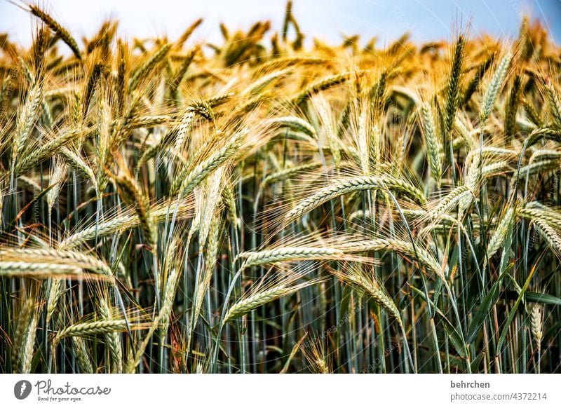 wertvoll Farbfoto ökologisch Granne Ernährung Menschenleer Ernte Landschaft Außenaufnahme Umwelt Ackerbau Nutzpflanze idyllisch Idylle Pflanze Lebensmittel Korn