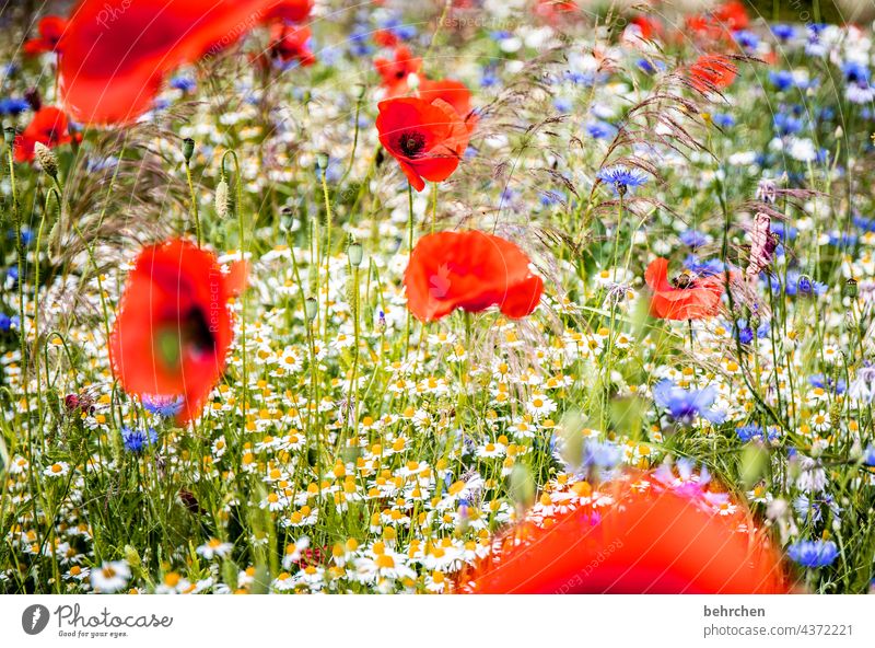 red dot Kamille Schönes Wetter Menschenleer Blühend prächtig Mohn Unschärfe Garten schön Außenaufnahme Blatt Mohnblüte leuchtend Sommer Blume Sonnenlicht Wiese