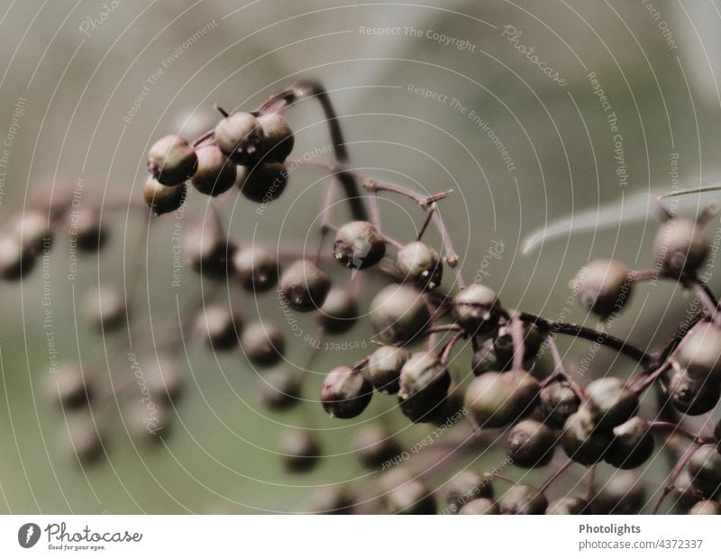 Beeren vom schwarzen Hollunder vor unscharfem Hintergrund braun Bokeh unschärfe Früchte Natur Unschärfe Außenaufnahme Schwache Tiefenschärfe Farbfoto Sträucher