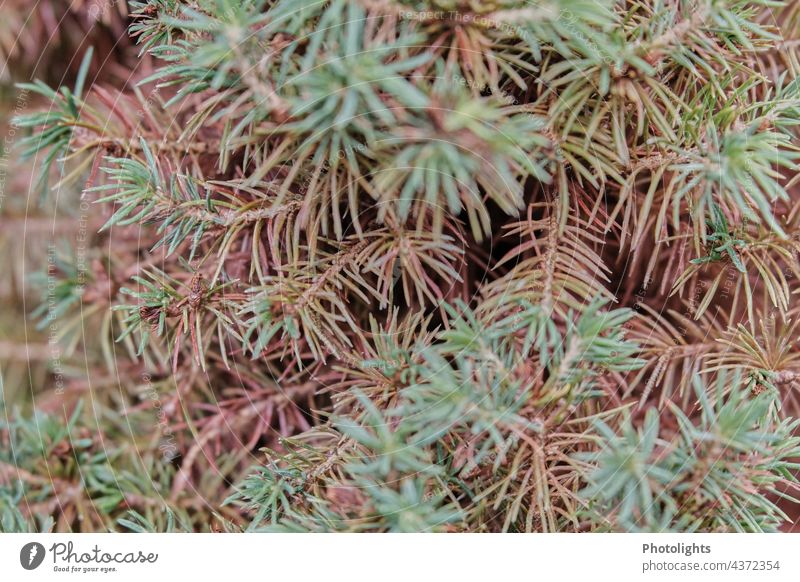 Nadeln einer kaputten Fichte Zuckerhutfichte grün Natur Farbfoto Menschenleer Nadelbaum Außenaufnahme Wald Baum Nahaufnahme Zweig System im Freien Landschaft