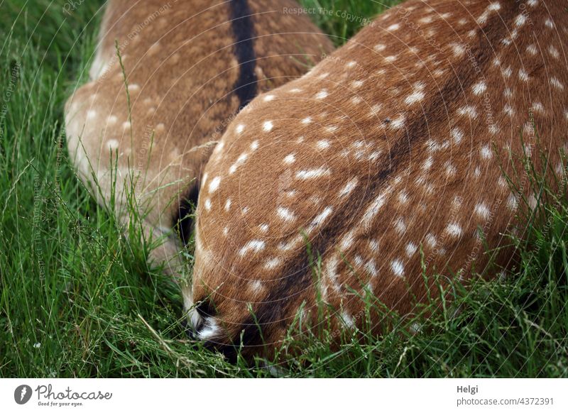 ganz nah - zwei Damtiere liegen auf einer Wiese eng aneinander gekuschelt, nur die Hinterteile sind zu sehen Damwild Tier kuscheln Damwildgehege Farbfoto