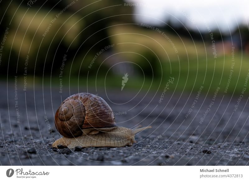 Eine Weinbergschnecke überquert eine kleine Straße Weinbergschnecken langsam kriechen kriechend Kriechende Schnecke Tier Schneckenhaus Natur Fühler schleimig