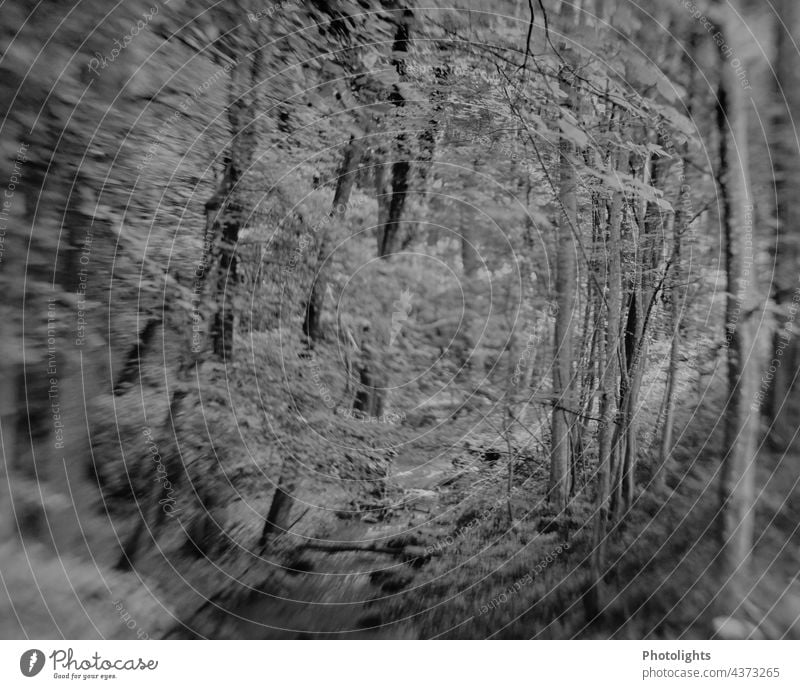 Bachlauf durch einen Laubwald. Bild in schwarzweiß. Schwarzweißfoto Wald Baum Bäume Fluss Landschaft Wasser Natur Außenaufnahme Pflanze Tag natürlich ruhig