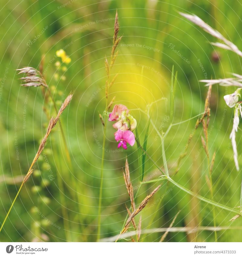 Prinzessinnengleich, platt Erbse wird es genannt, was hier das Grün ziert. Platterbse Wiese rosa pink gelb Blumenwiese grün Gras unscharf klein zierlich