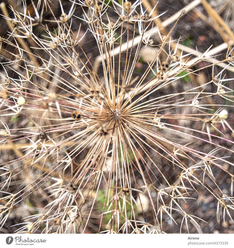 Stachelkugel Lauch Trockenblume trocken dürr Wildlauch Samenstand dornig zackig spitz kugelig rund strahlenförmig Kugel vertrocknet alt Allium Wilfpflanze Blume