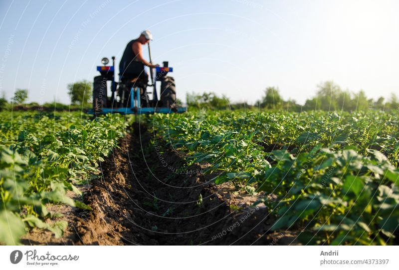 Kartoffelplantage und Traktor, der die Reihen bewirtschaftet. Agroindustrie und Agroindustrie. Kultivierung eines jungen Kartoffelackers. Auflockerung des Bodens zwischen den Reihen der Sträucher. Unscharf